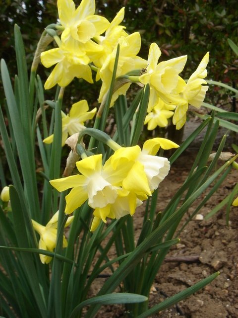 Narcissus jonquilla 'Pipit' PB 12